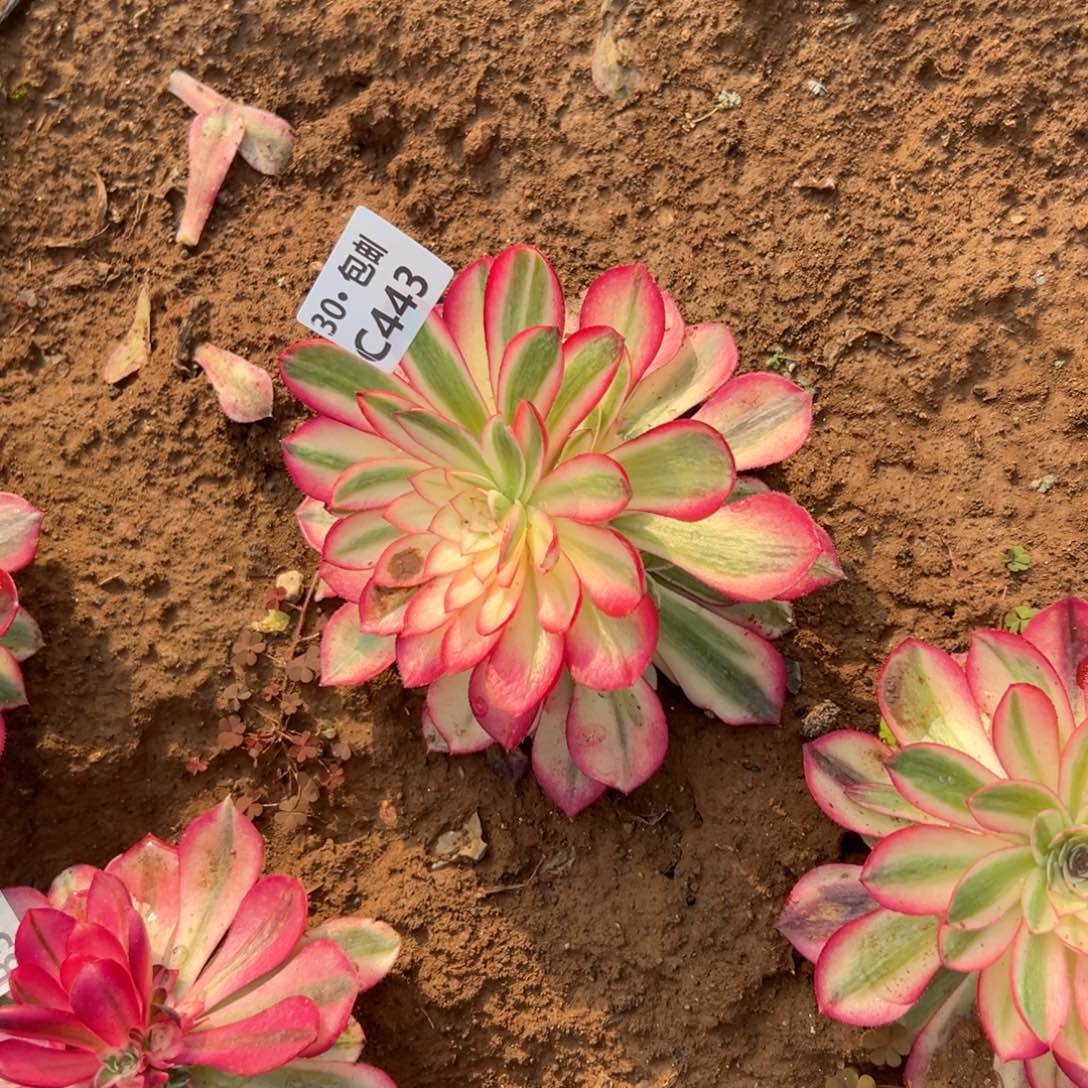 443 倾城多肉法师