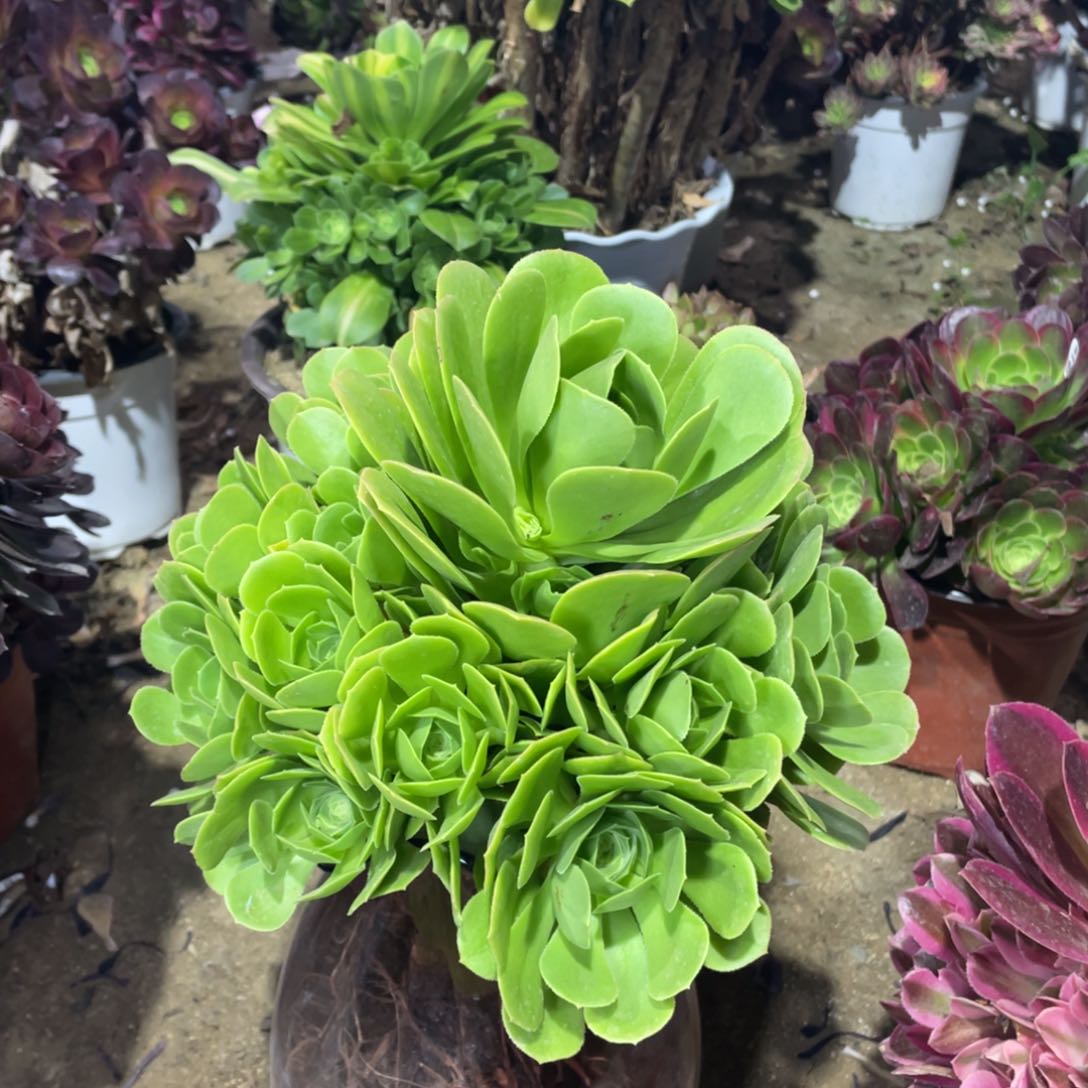 绿杨蓉多肉法师断枝不包