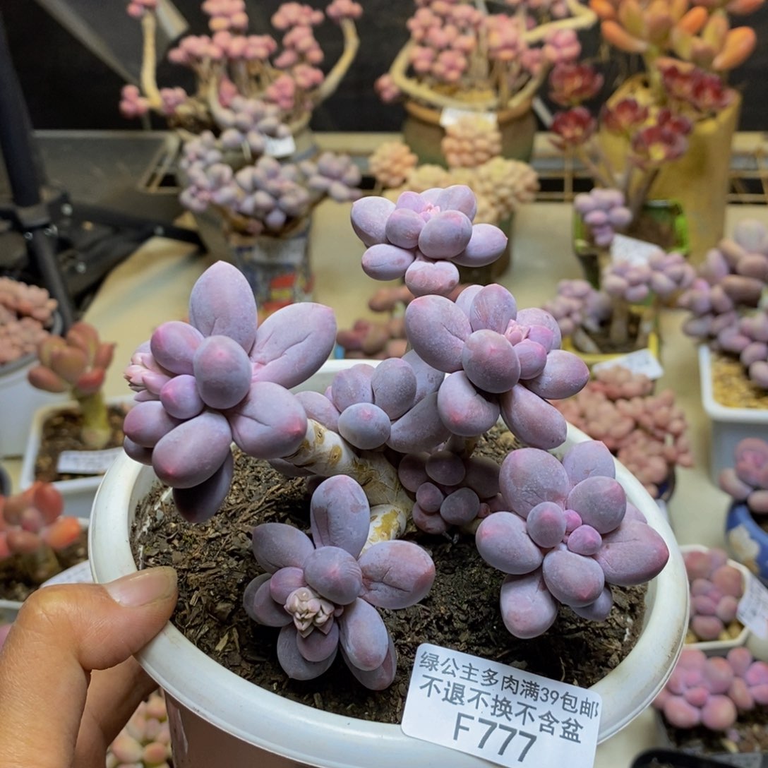 777香水手指奶多肉9c m