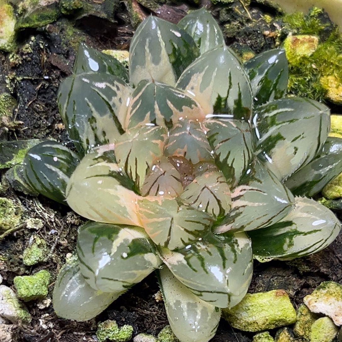 十二卷多肉植物1946霓虹灯