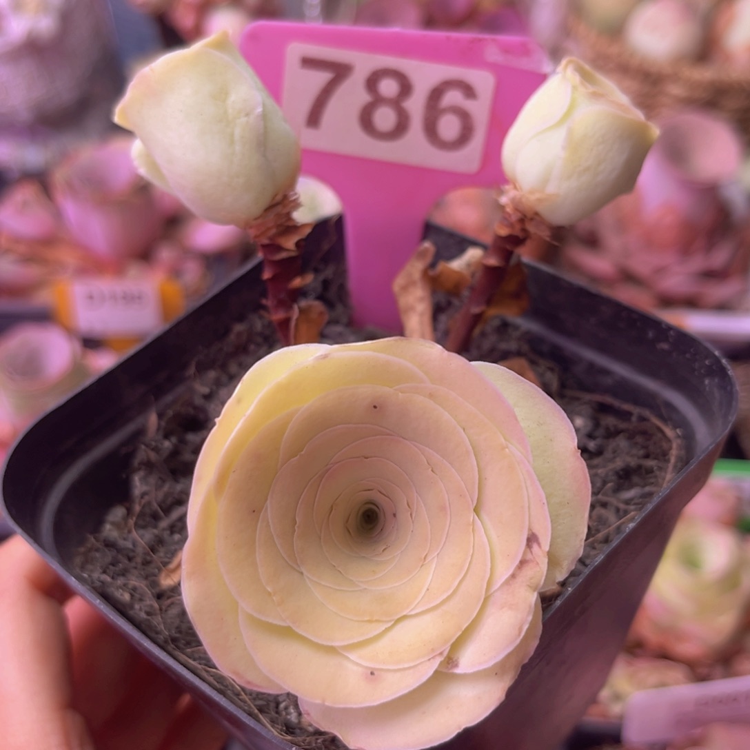 米奇头玫瑰一物一拍786