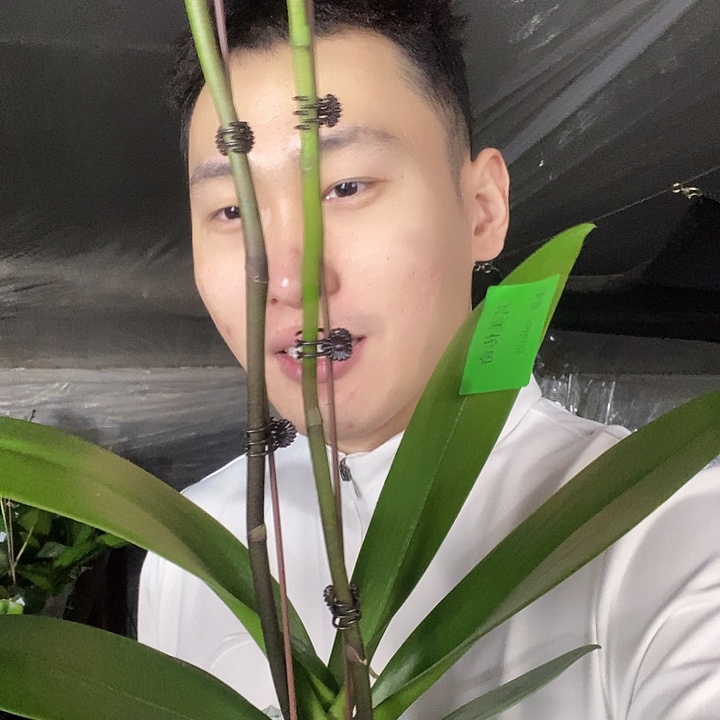 无花朵方美传奇蝴蝶兰