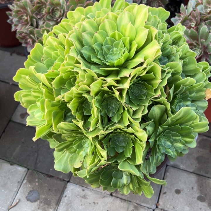 翡翠琉璃多肉植物花花