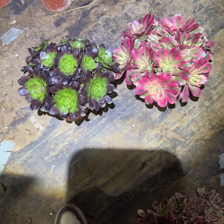 一单包邮不包侧枝46