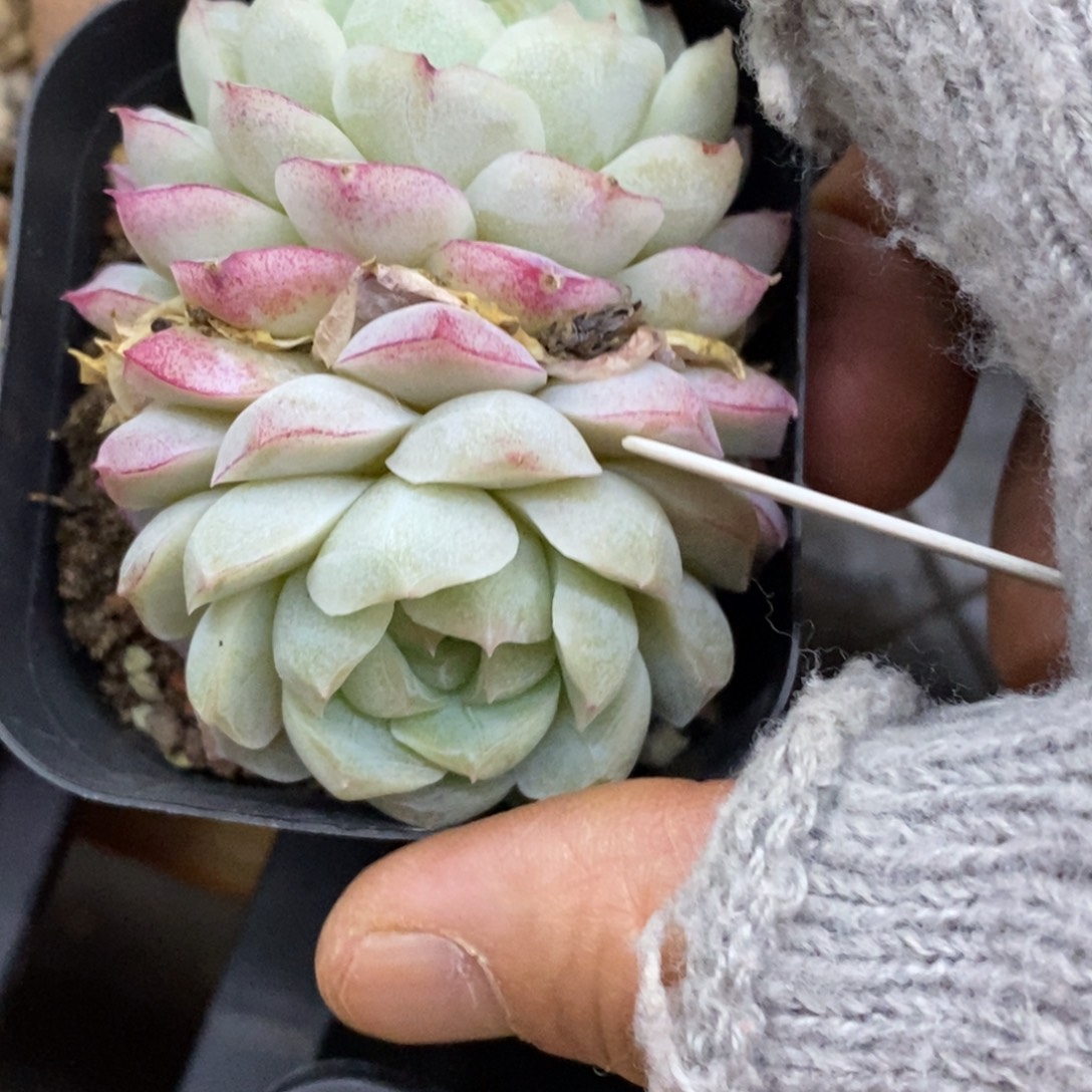 精品多肉一物一拍不包整232