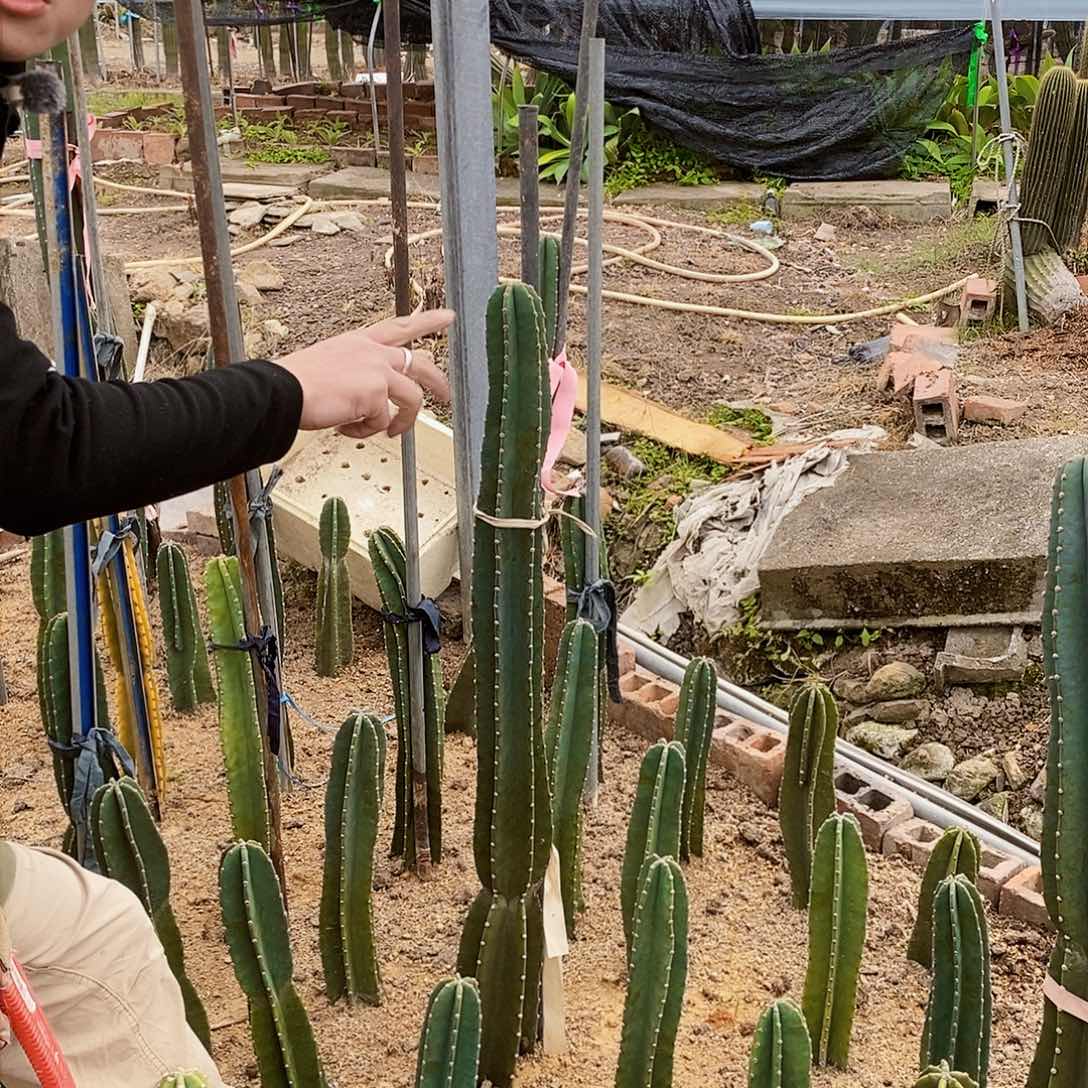 量天尺高度1米以上有根