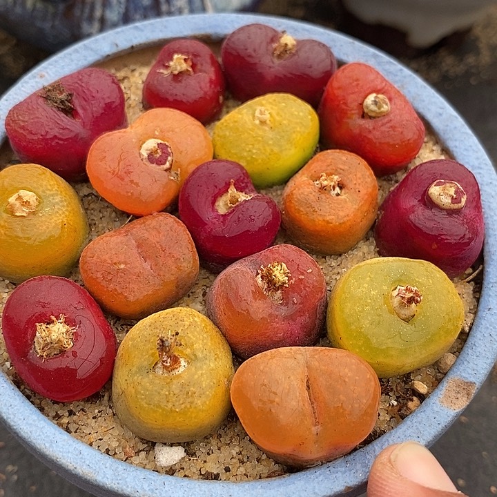 彩色桃子母本一颗