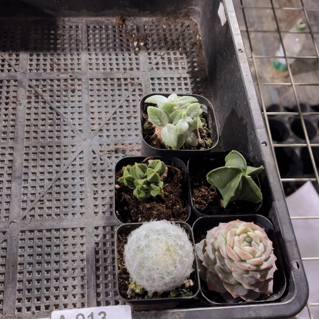 多肉913多肉植物，