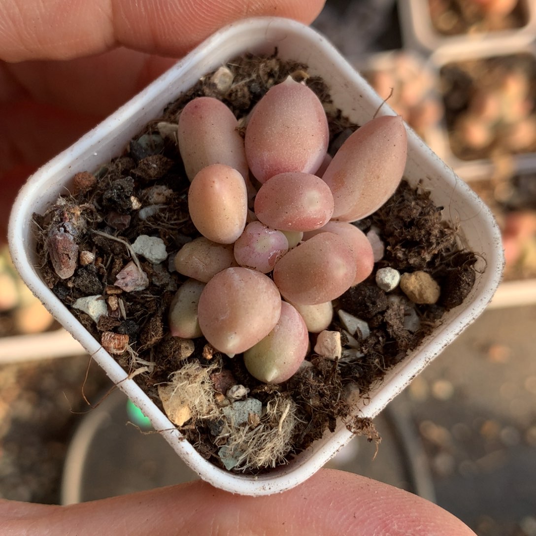 甜果嚯哈哈哈哈哈