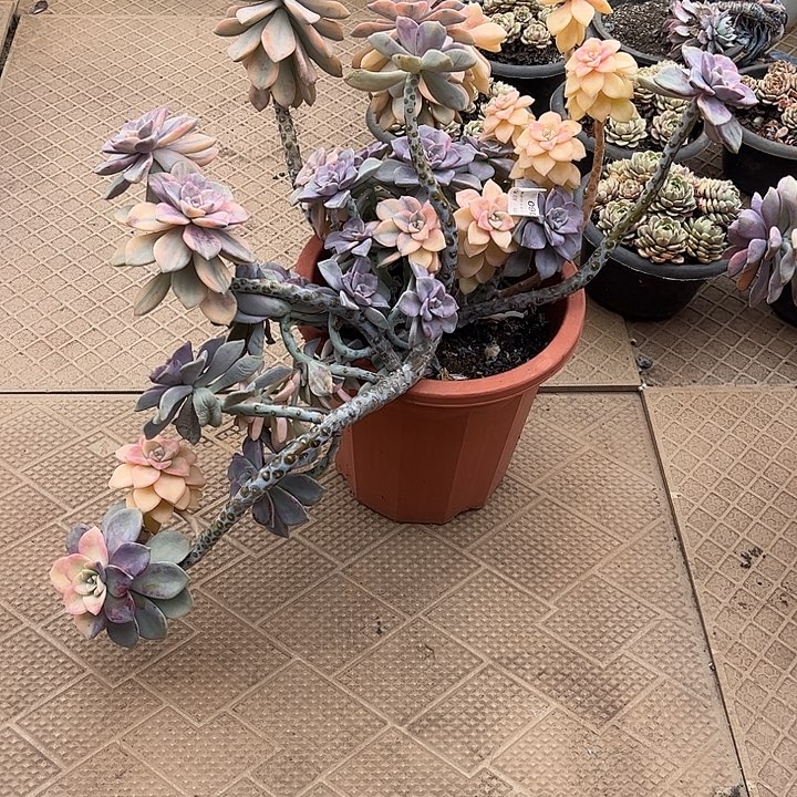 *****紫乐锦大群，小损不包，一物一拍