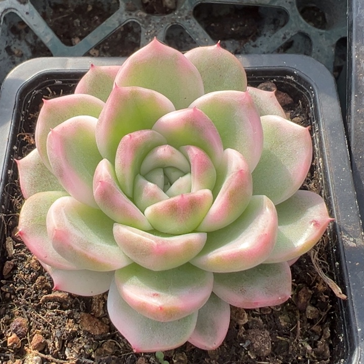 紫玲珑锦一物一拍一