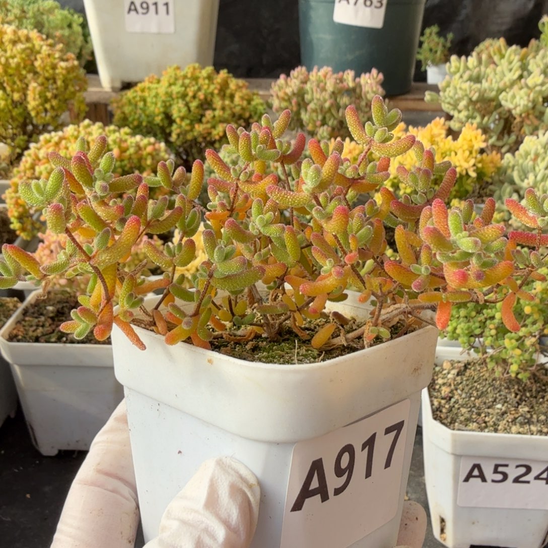 A917冰糖枝干一物一拍