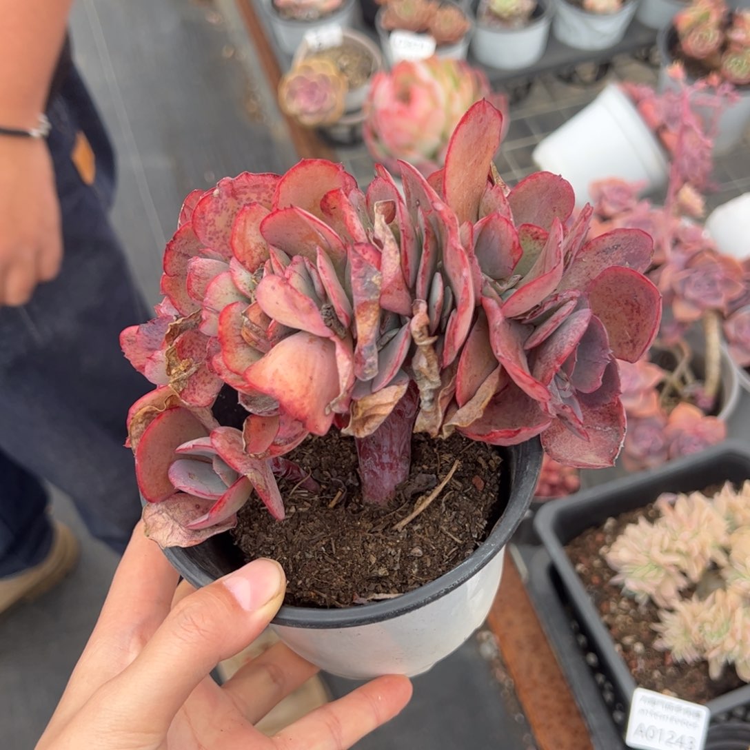 包菜缀一物一拍1476