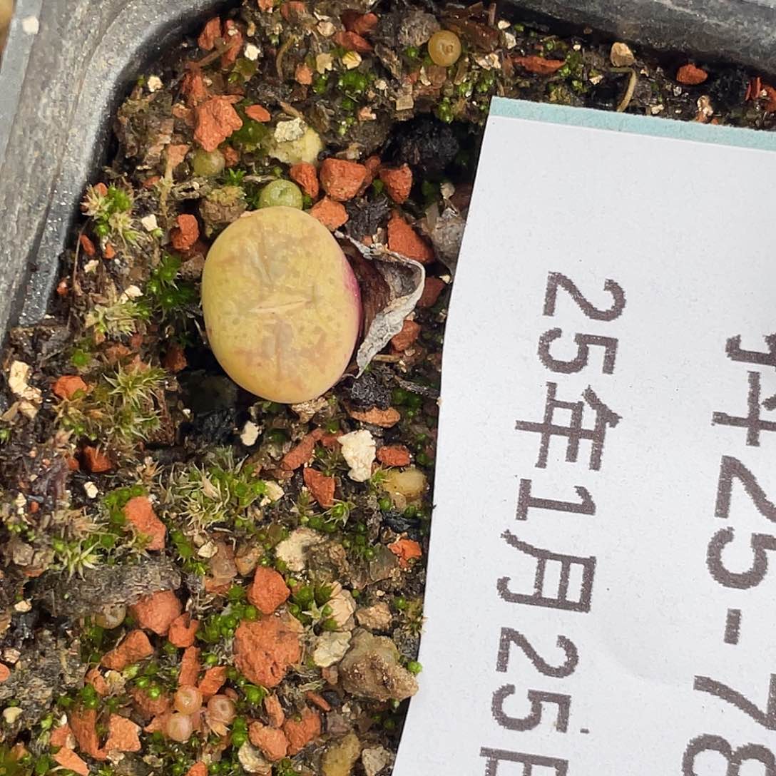 25-78毛杂多肉植物