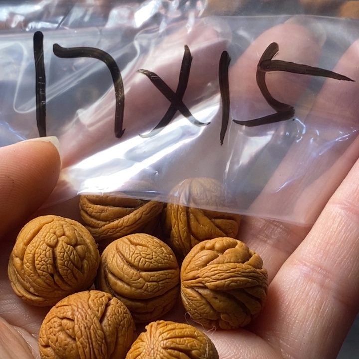 手串文玩核桃秦岭野生龙纹桃核17