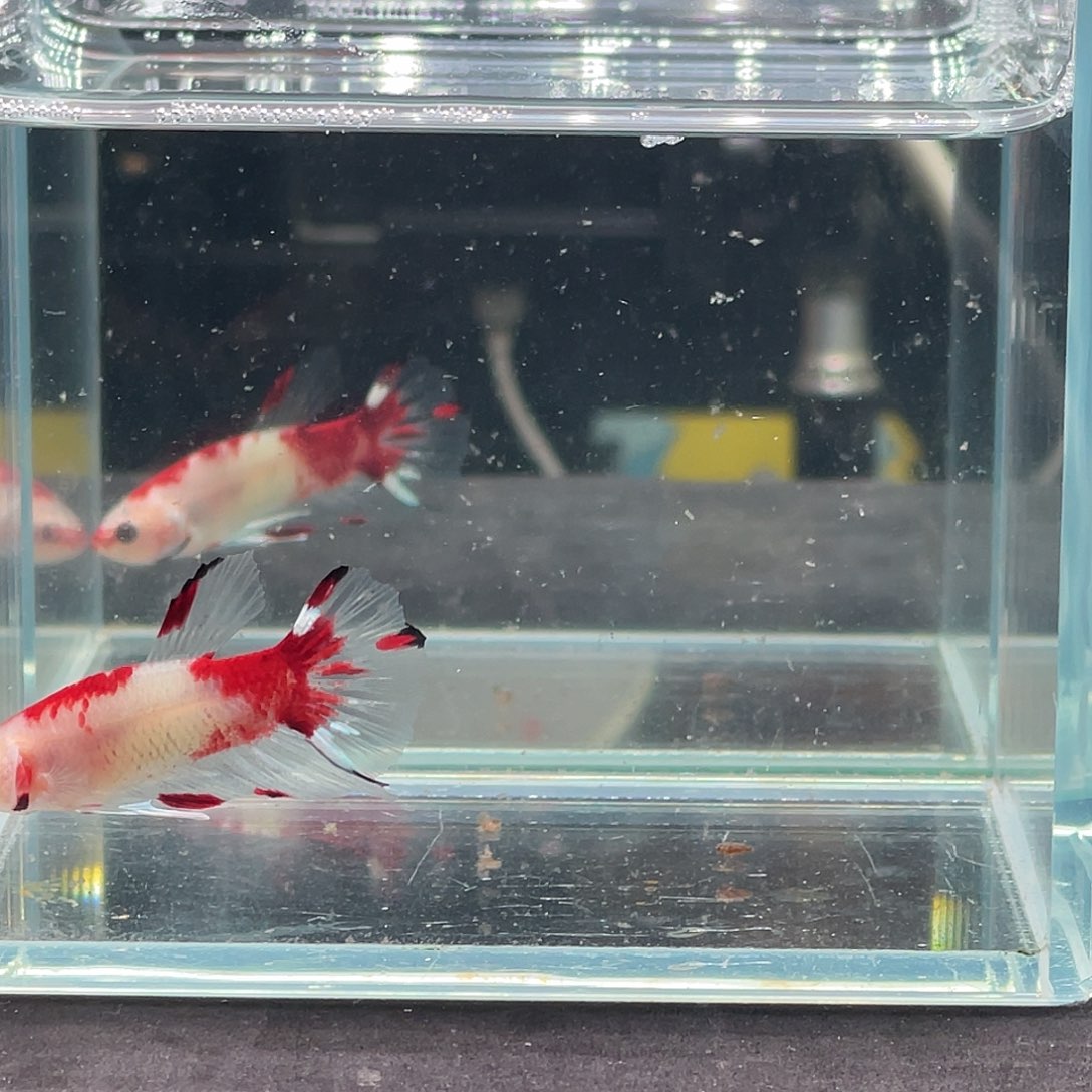 斗鱼印尼进口红koi