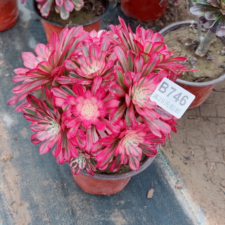 746铜壶锦多肉植物