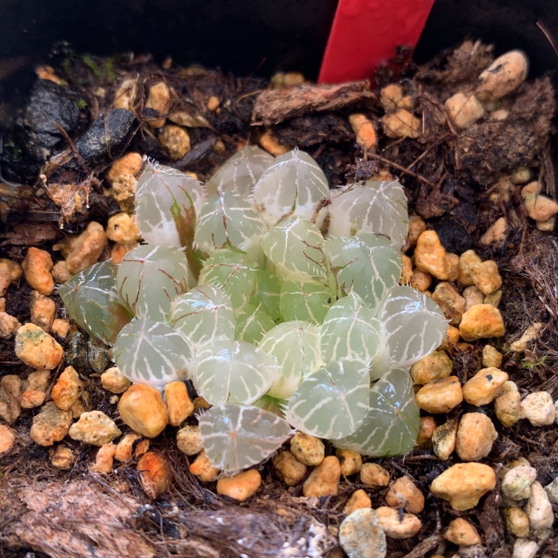 赤线玉露锦，带盆发货