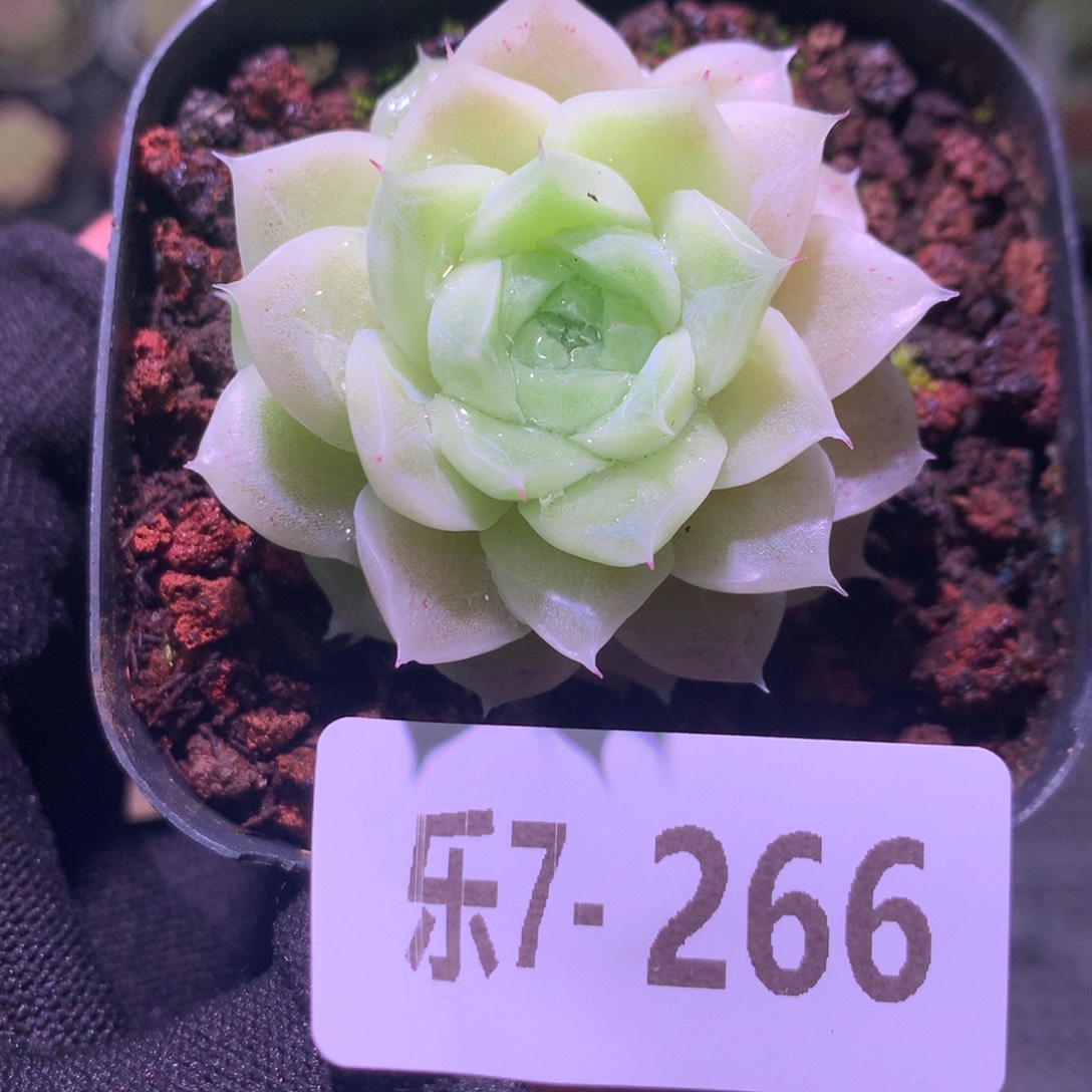 乐然 7-266 麦秆单头 