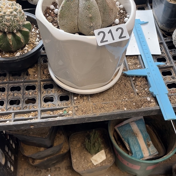 仙人球212号草球球