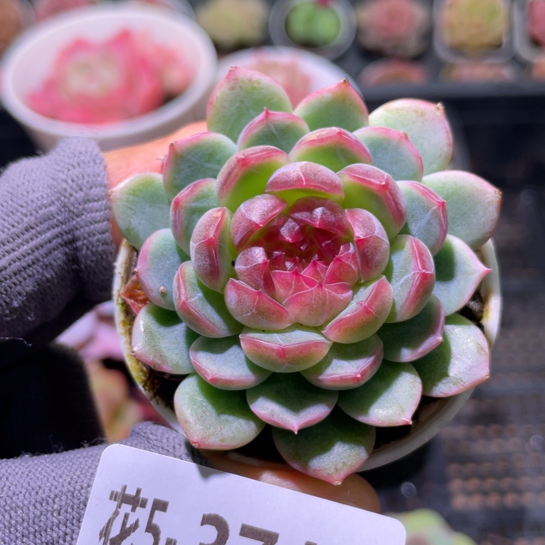 花利美5-374新品珍妮