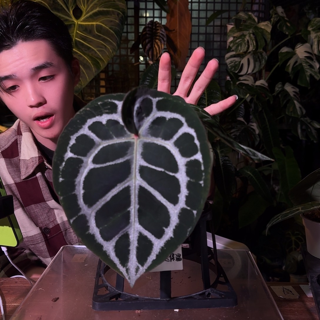 不开花植物G73红铜杂米歇尔