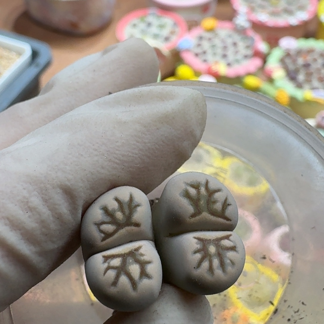 l****1202-049菊菊菊菊菊