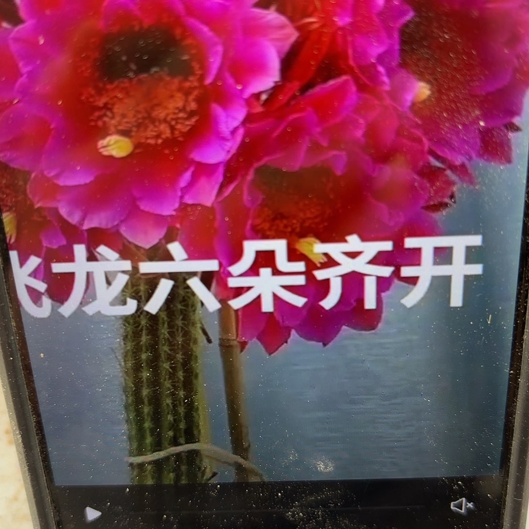 飞龙毛侧牙20包邮仙人球27