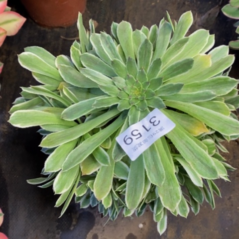 碧浪多肉植物3159