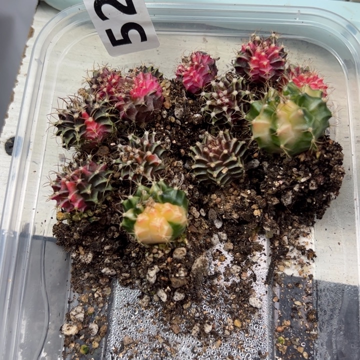 当前无花朵，栽培后可花朵527