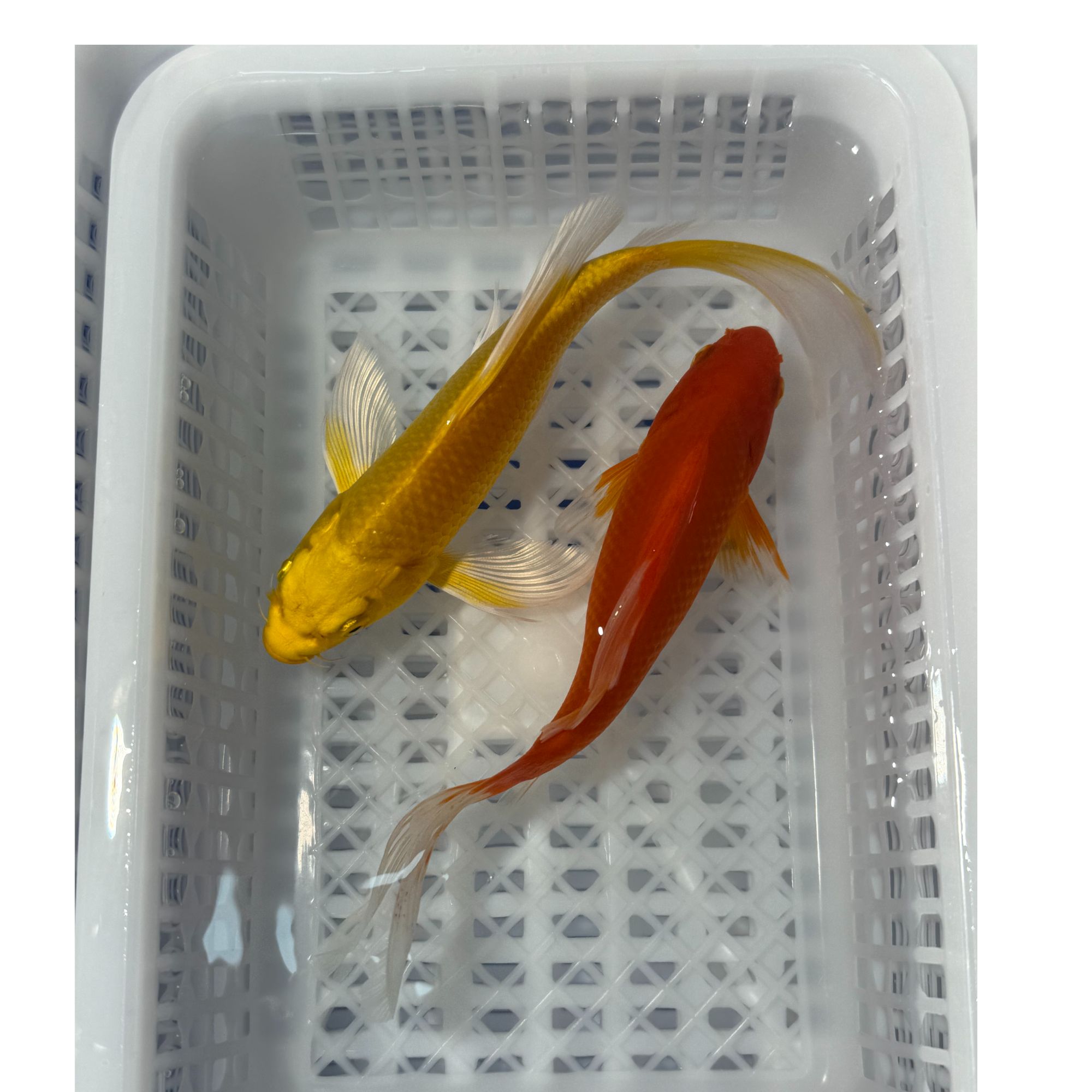 【13-15cm两条装】冷水锦鲤草金观赏鱼