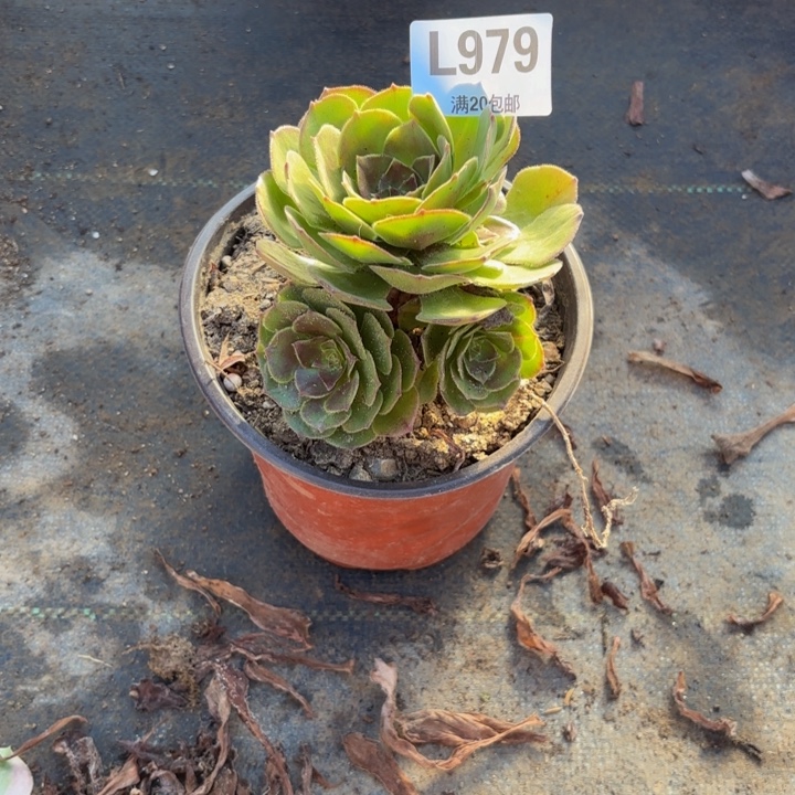 瑞妈多肉园艺979-