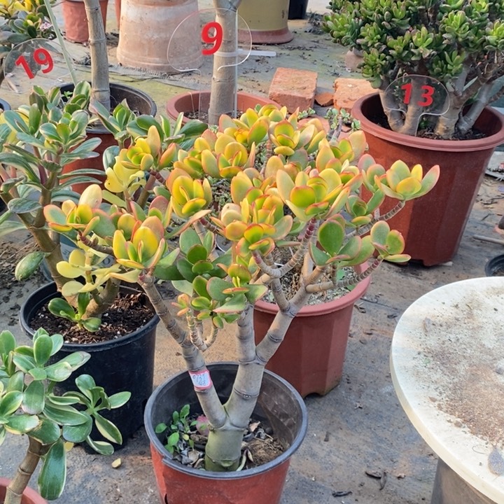 黄金花月一物一拍