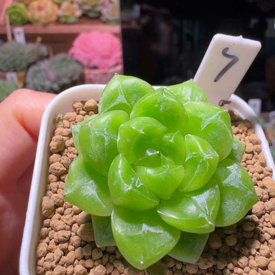 7七喜珍妮单头多肉植物