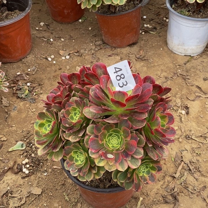 483万奶白绣球多肉