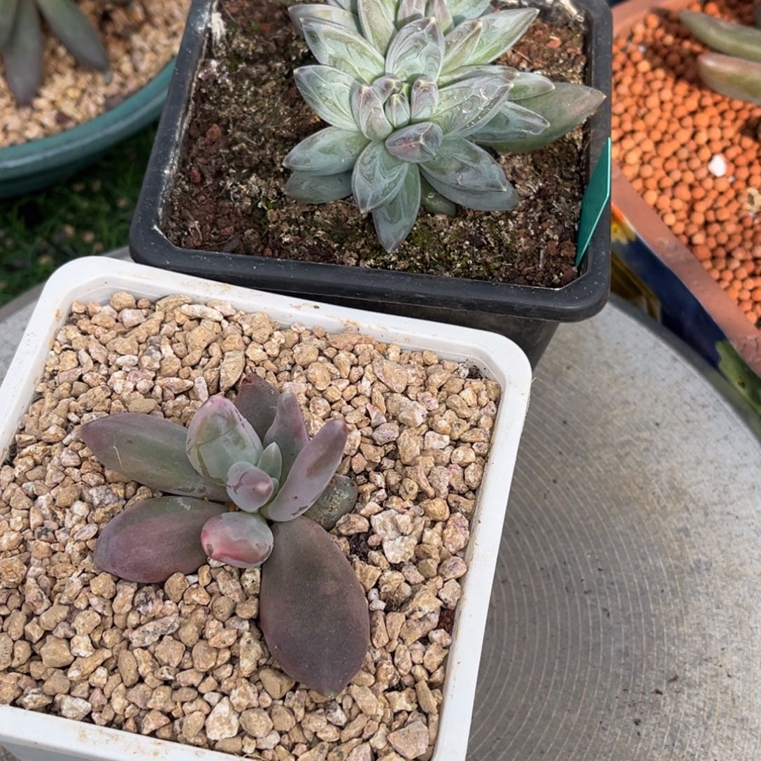 多肉植物栗子星球与雪戴丽