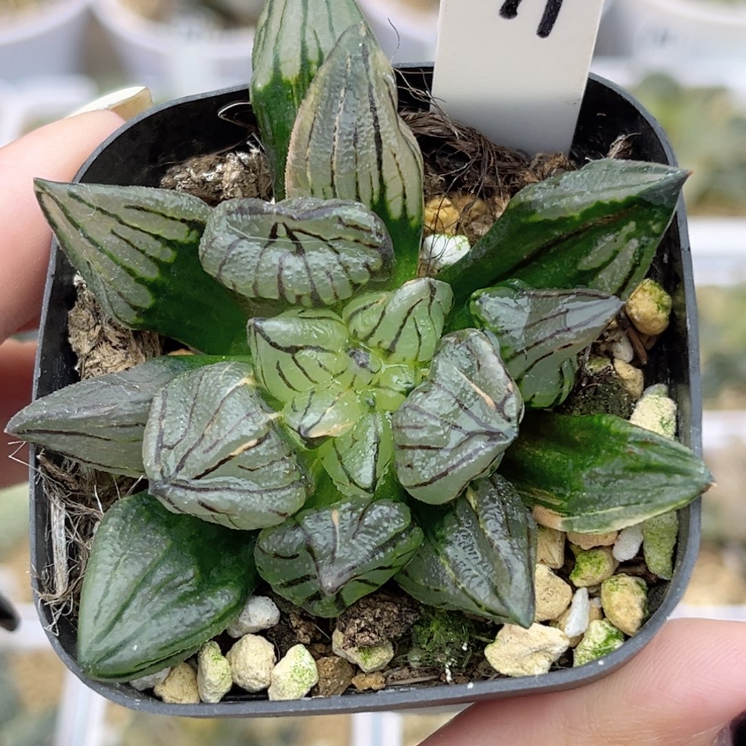 71西瓜寿锦福利专场