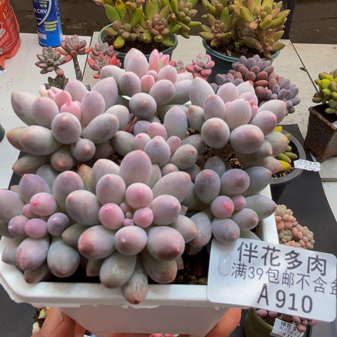 910手指奶8cm多肉植物