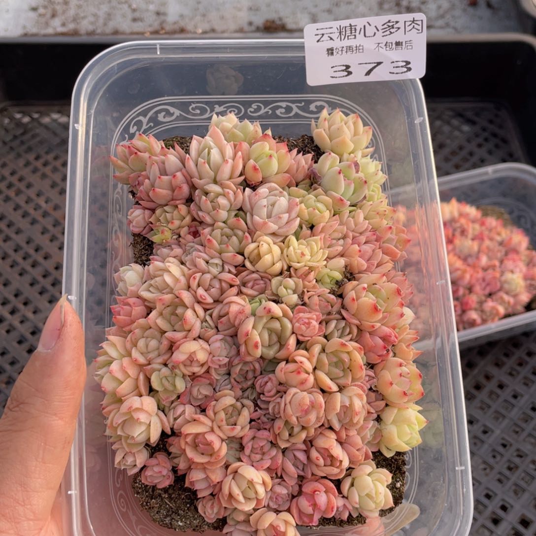 云糖心多肉植物373