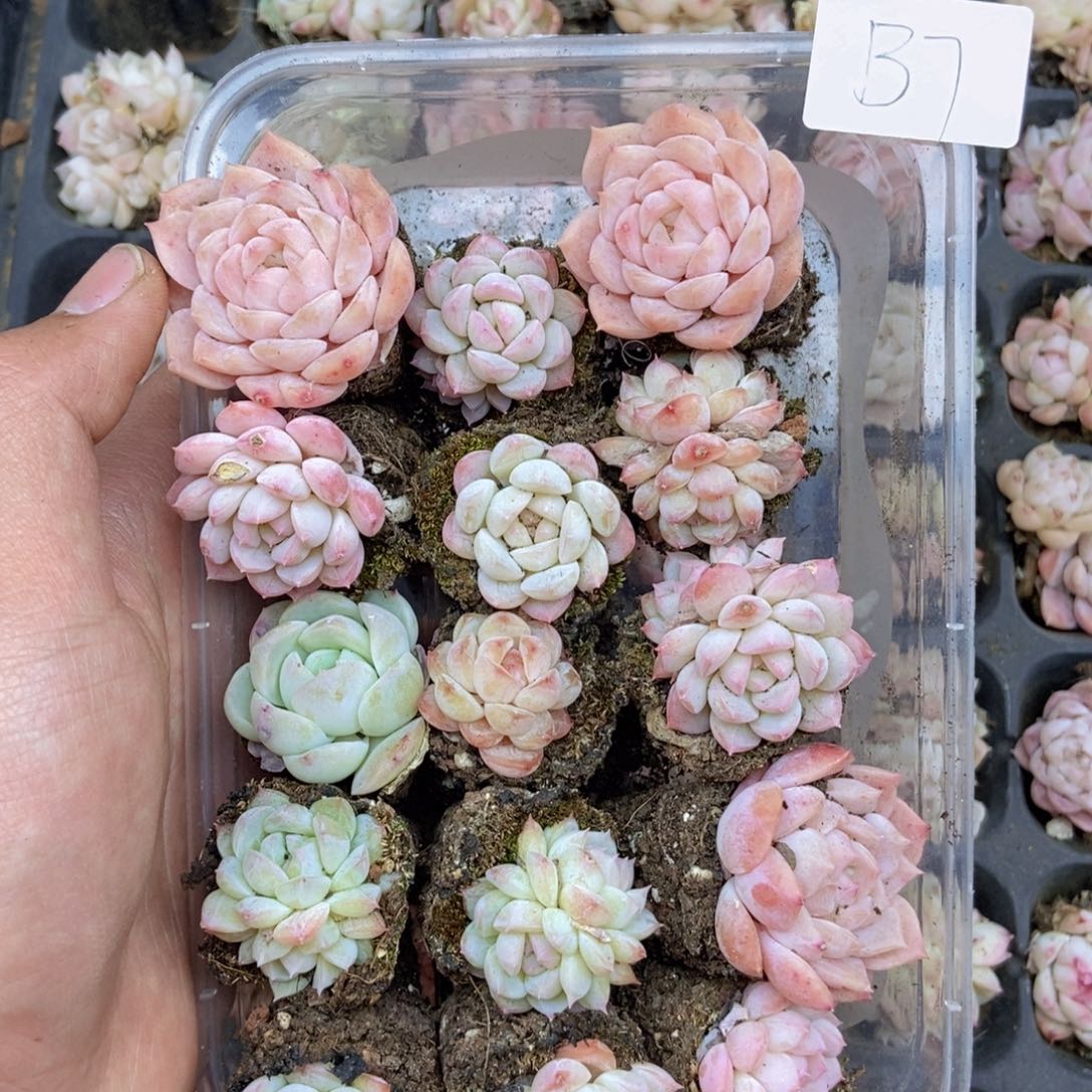 春泥家框拍链接B7