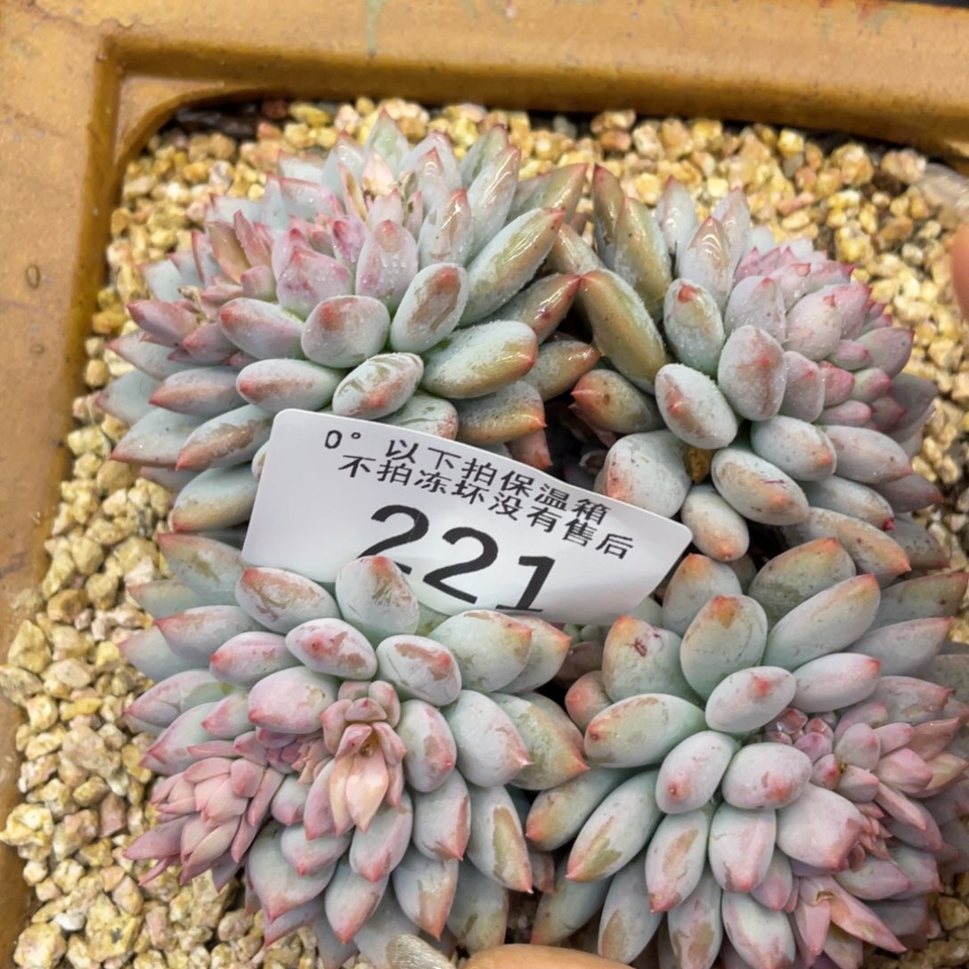 黑大帅多肉221美人