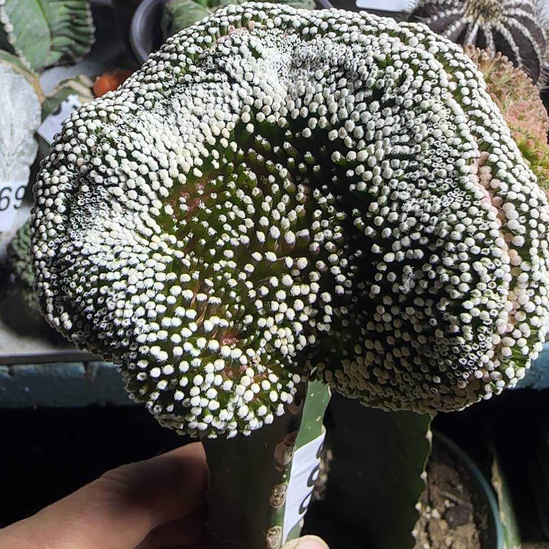 松针牡丹缀化508仙人球