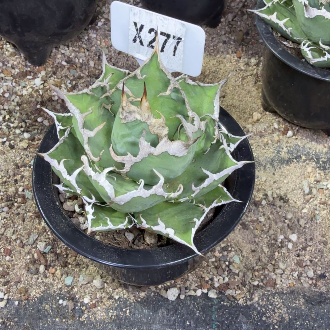 1***_福利凯撒一颗脱土发