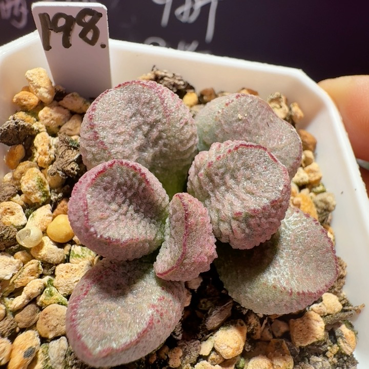 特价实生新品水泡，带盆发货满68包邮