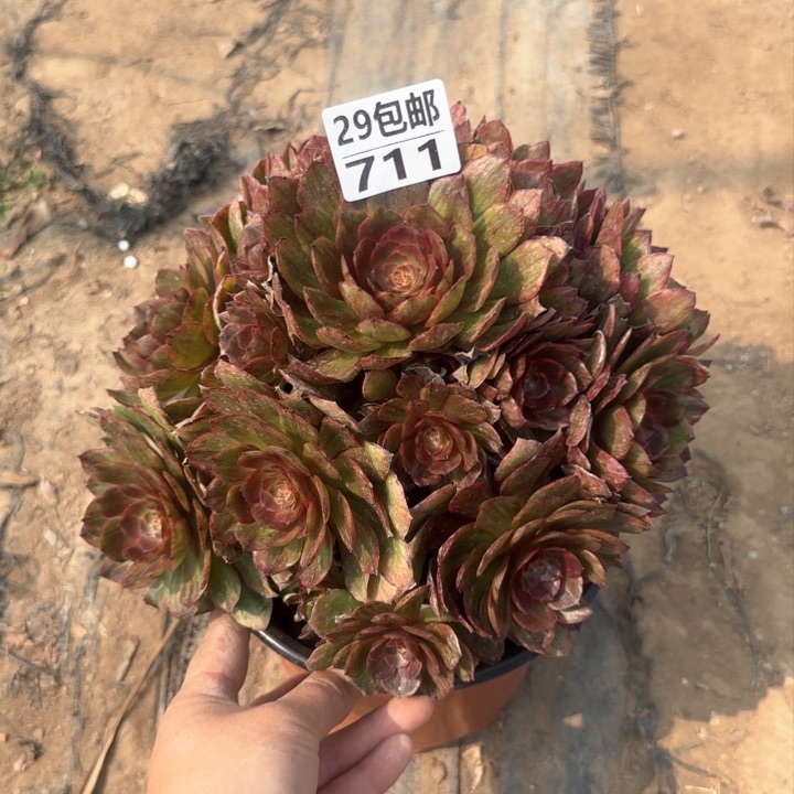 红丝绒……多肉植物……