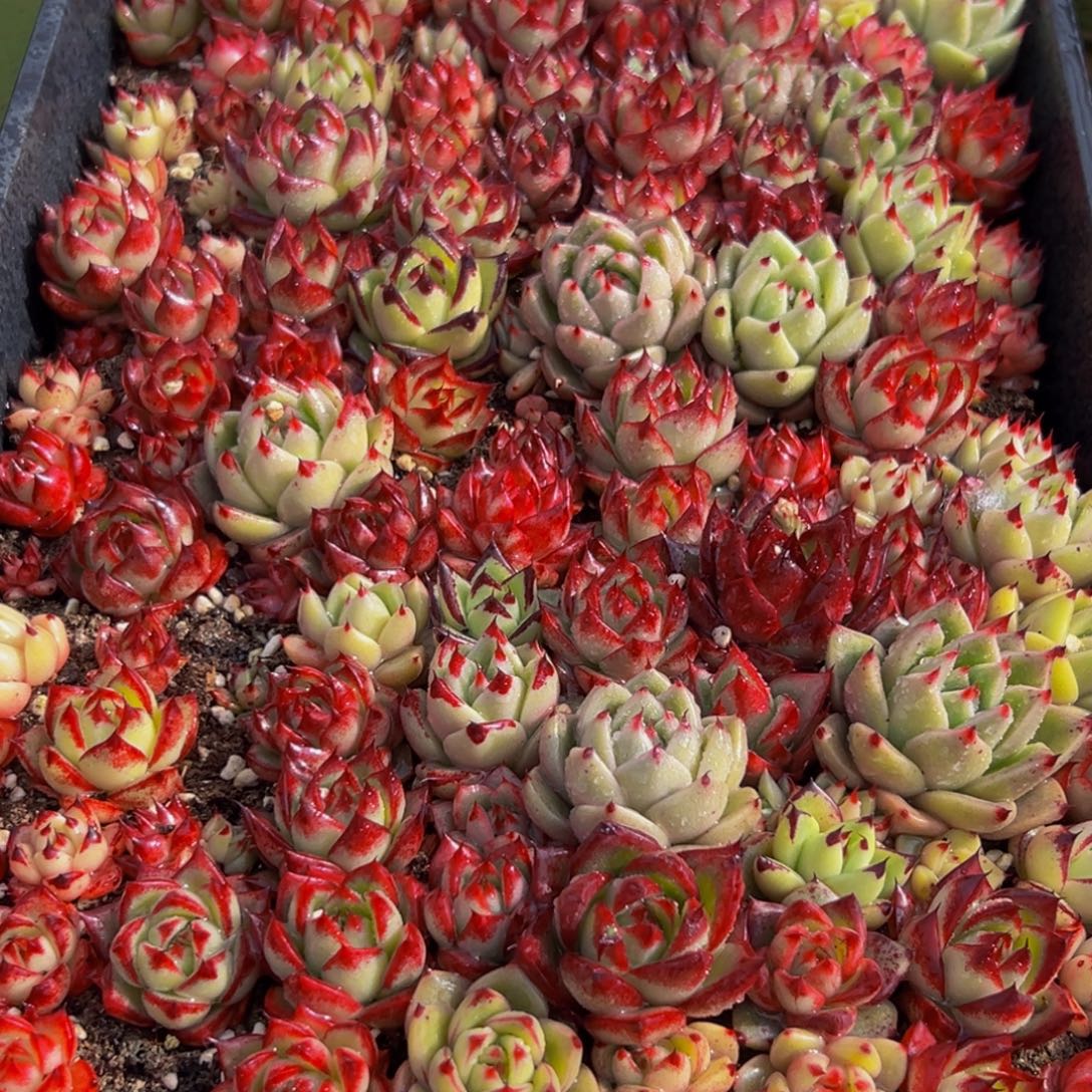 061多肉葡萄的价格也是很