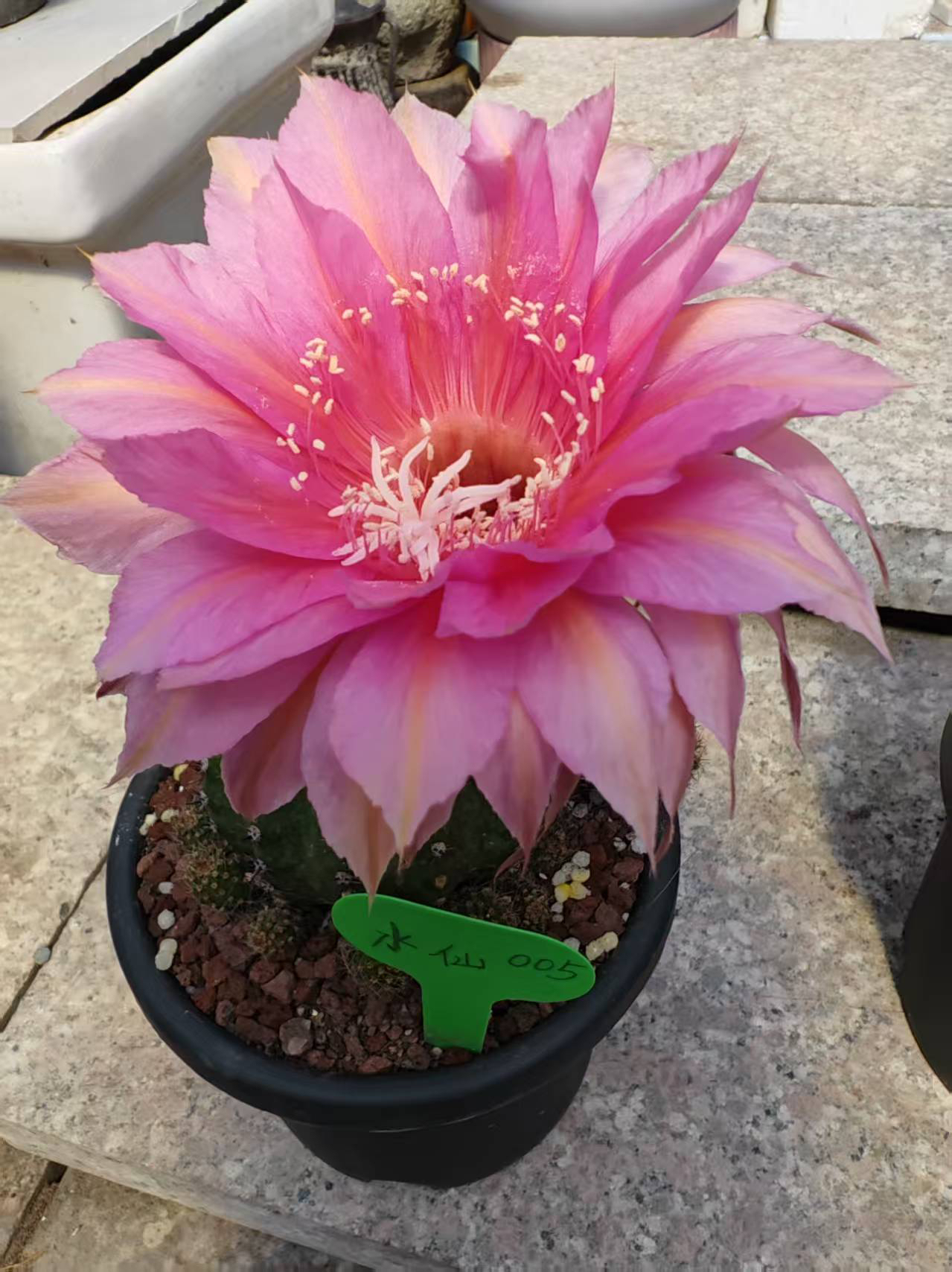 彩，水仙005，环境不同，花色花型深浅不同属于正常，介意勿拍！