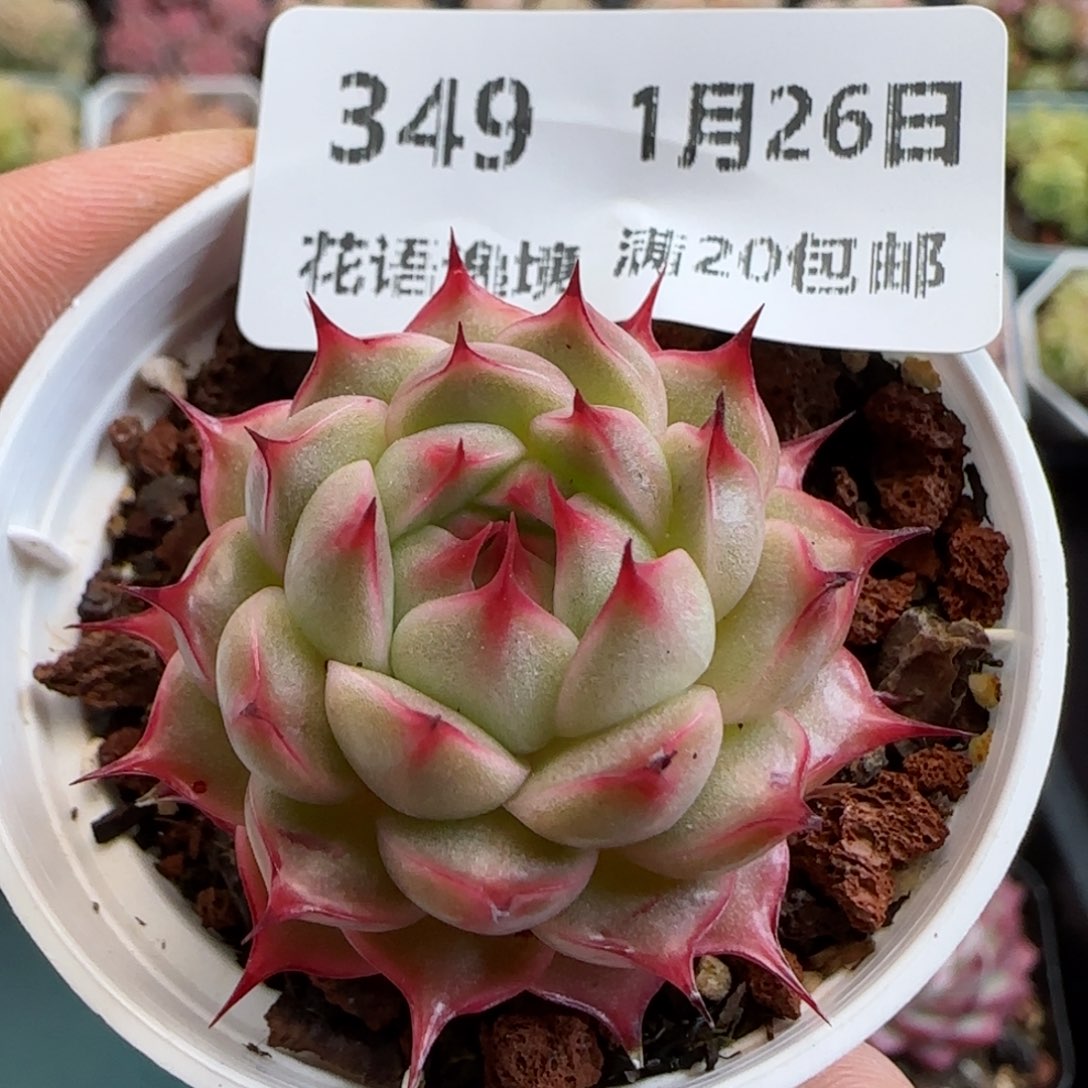 花语逸镜0126-349海王