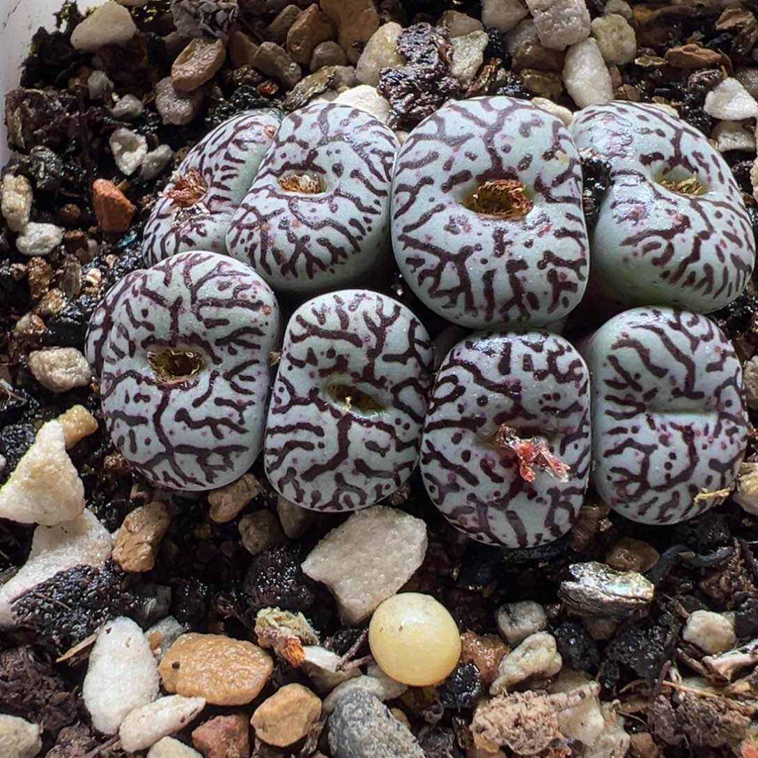 082多肉植物种类和