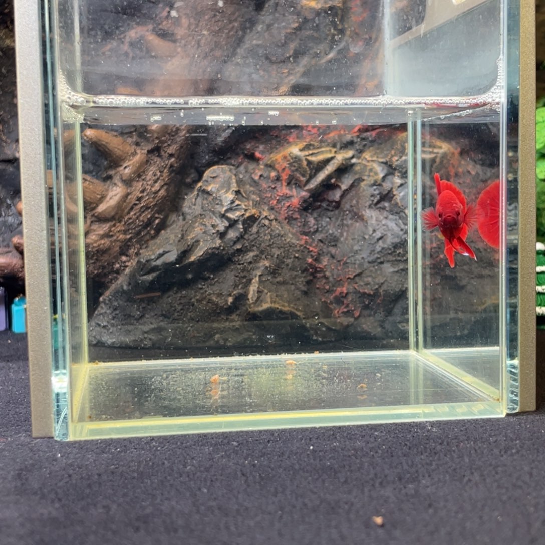 斗鱼十二月二十六日竞价